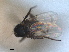  (Gymnoptera vitripennis - RMNH.INS.1530674)  @11 [ ] by-nc-sa (2024) Unspecified Naturalis Biodiversity Centre