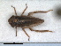  (Macropsis impura - RMNH.INS.1530843)  @11 [ ] by-nc-sa (2023) Unspecified Naturalis Biodiversity Centre