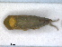  (Macropsis prasina - RMNH.INS.1530882)  @11 [ ] by-nc-sa (2023) Unspecified Naturalis Biodiversity Centre