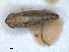  (Psammotettix albomarginatus - RMNH.INS.1530888)  @11 [ ] by-nc-sa (2023) Unspecified Naturalis Biodiversity Centre