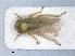  (Macropsis gravesteini - RMNH.INS.1530906)  @11 [ ] by-nc-sa (2023) Unspecified Naturalis Biodiversity Centre