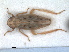  (Psammotettix sabulicola - RMNH.INS.1530912)  @11 [ ] by-nc-sa (2023) Unspecified Naturalis Biodiversity Centre