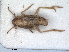  (Muellerianella fairmairei - RMNH.INS.1530913)  @11 [ ] by-nc-sa (2023) Unspecified Naturalis Biodiversity Centre