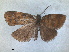  (Abrepagoge treitschkeana - RMNH.INS.1530929)  @11 [ ] by-nc-sa (2023) Unspecified Naturalis Biodiversity Centre