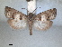  (Epiblema sarmatana - RMNH.INS.1530950)  @11 [ ] by-nc-sa (2023) Unspecified Naturalis Biodiversity Centre