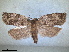  (Choristoneura murinana - RMNH.INS.1530989)  @11 [ ] by-nc-sa (2023) Unspecified Naturalis Biodiversity Centre