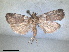  (Acrobasis dulcella - RMNH.INS.1531016)  @11 [ ] by-nc-sa (2023) Unspecified Naturalis Biodiversity Centre