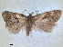  (Cochylimorpha hedemanniana - RMNH.INS.1531018)  @11 [ ] by-nc-sa (2023) Unspecified Naturalis Biodiversity Centre