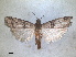  (Acrobasis romanella - RMNH.INS.1531020)  @11 [ ] by-nc-sa (2023) Unspecified Naturalis Biodiversity Centre