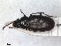  (Pogonus littoralis - RMNH.INS.1531048)  @11 [ ] by-nc-sa (2023) Unspecified Naturalis Biodiversity Centre
