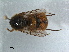 (Astomella hispaniae - RMNH.INS.1531119)  @11 [ ] by-nc-sa (2023) Unspecified Naturalis Biodiversity Centre