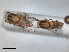  (Chlorops geminatus - RMNH.INS.1531148)  @11 [ ] by-nc-sa (2023) Unspecified Naturalis Biodiversity Centre