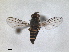  (Chlorops strigulus - RMNH.INS.1531173)  @11 [ ] by-nc-sa (2023) Unspecified Naturalis Biodiversity Centre