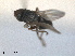  (Aphanotrigonum meijeri - RMNH.INS.1531195)  @11 [ ] by-nc-sa (2023) Unspecified Naturalis Biodiversity Centre