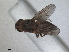  (Eurina calva - RMNH.INS.1531198)  @11 [ ] by-nc-sa (2023) Unspecified Naturalis Biodiversity Centre