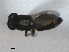  (Neohaplegis tarsata - RMNH.INS.1531222)  @11 [ ] by-nc-sa (2023) Unspecified Naturalis Biodiversity Centre