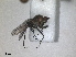  (Hydrophorus balticus - RMNH.INS.1531259)  @11 [ ] by-nc-sa (2023) Unspecified Naturalis Biodiversity Centre