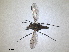  (Orthoceratium sabulosum - RMNH.INS.1531277)  @11 [ ] by-nc-sa (2023) Unspecified Naturalis Biodiversity Centre