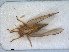  (Cacopsylla zetterstedti - RMNH.INS.1531409)  @11 [ ] by-nc-sa (2023) Unspecified Naturalis Biodiversity Centre