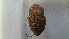  (Rhyparobia maderae - RMNH.INS.1531412)  @11 [ ] by-nc-sa (2023) Unspecified Naturalis Biodiversity Centre