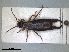  (Pseudochelidura sinuata - RMNH.INS.1531470)  @11 [ ] by-nc-sa (2023) Unspecified Naturalis Biodiversity Centre