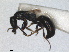  (Epyris brevipennis - RMNH.INS.1531510)  @11 [ ] by-nc-sa (2024) Unspecified Naturalis Biodiversity Centre