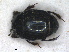  (Chalcionellus decemstriatus - RMNH.INS.1531634)  @11 [ ] by-nc-sa (2024) Unspecified Naturalis Biodiversity Centre