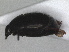  (Chalcionellus aemulus - RMNH.INS.1531782)  @11 [ ] by-nc-sa (2024) Unspecified Naturalis Biodiversity Centre