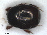  (Chalcionellus blanchii - RMNH.INS.1531788)  @11 [ ] by-nc-sa (2024) Unspecified Naturalis Biodiversity Centre