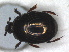  (Hypocacculus metallescens - RMNH.INS.1531850)  @11 [ ] by-nc-sa (2024) Unspecified Naturalis Biodiversity Centre