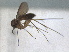  (Exechia nitidicollis - RMNH.INS.1531882)  @11 [ ] by-nc-sa (2024) Unspecified Naturalis Biodiversity Centre