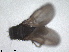  (Thoracochaeta brachystoma - RMNH.INS.1531921)  @11 [ ] by-nc-sa (2024) Unspecified Naturalis Biodiversity Centre