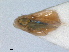  (Frutioidia bisignata - RMNH.INS.1645623)  @11 [ ] by-nc-sa (2024) Unspecified Naturalis Biodiversity Centre