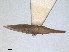  (Paradorydium paradoxum - RMNH.INS.1645625)  @11 [ ] by-nc-sa (2024) Unspecified Naturalis Biodiversity Centre