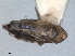  (Sardius argus - RMNH.INS.1645626)  @11 [ ] by-nc-sa (2024) Unspecified Naturalis Biodiversity Centre