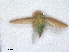  (Strophingia ericae - RMNH.INS.1645631)  @11 [ ] by-nc-sa (2024) Unspecified Naturalis Biodiversity Centre