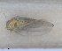  (Craspedolepta artemisiae - RMNH.INS.1645997)  @11 [ ] by-nc-sa (2024) Unspecified Naturalis Biodiversity Centre