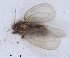  (Bactericera acutipennis - RMNH.INS.1646001)  @11 [ ] by-nc-sa (2024) Unspecified Naturalis Biodiversity Centre