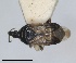  (Anthocoris pilosus - RMNH.INS.1646002)  @11 [ ] by-nc-sa (2024) Unspecified Naturalis Biodiversity Centre