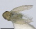  (Eremochlorita - RMNH.INS.1646021)  @11 [ ] by-nc-sa (2024) Unspecified Naturalis Biodiversity Centre
