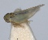  (Tamaricella tamaricis - RMNH.INS.1646022)  @11 [ ] by-nc-sa (2024) Unspecified Naturalis Biodiversity Centre