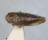  (Allygidius mayri - RMNH.INS.1646049)  @11 [ ] by-nc-sa (2024) Unspecified Naturalis Biodiversity Centre