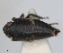  (Bilusius serratus - RMNH.INS.1646050)  @11 [ ] by-nc-sa (2024) Unspecified Naturalis Biodiversity Centre