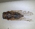  (Cicadatra atra - RMNH.INS.1646054)  @11 [ ] by-nc-sa (2024) Unspecified Naturalis Biodiversity Centre