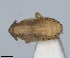  (Horvathianella palliceps - RMNH.INS.1646066)  @11 [ ] by-nc-sa (2024) Unspecified Naturalis Biodiversity Centre