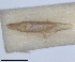  (Paradorydium lanceolatum - RMNH.INS.1646742)  @11 [ ] by-nc-sa (2024) Unspecified Naturalis Biodiversity Centre