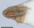  (Frutioidia sanguinosa - RMNH.INS.1646755)  @11 [ ] by-nc-sa (2024) Unspecified Naturalis Biodiversity Centre