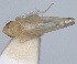  (Zyginella pulchra - RMNH.INS.1646758)  @11 [ ] by-nc-sa (2024) Unspecified Naturalis Biodiversity Centre