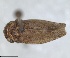  (Selenocephalus pallens - RMNH.INS.1646761)  @11 [ ] by-nc-sa (2024) Unspecified Naturalis Biodiversity Centre