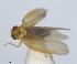  (Alebra albostriella - RMNH.INS.1646770)  @11 [ ] by-nc-sa (2024) Unspecified Naturalis Biodiversity Centre